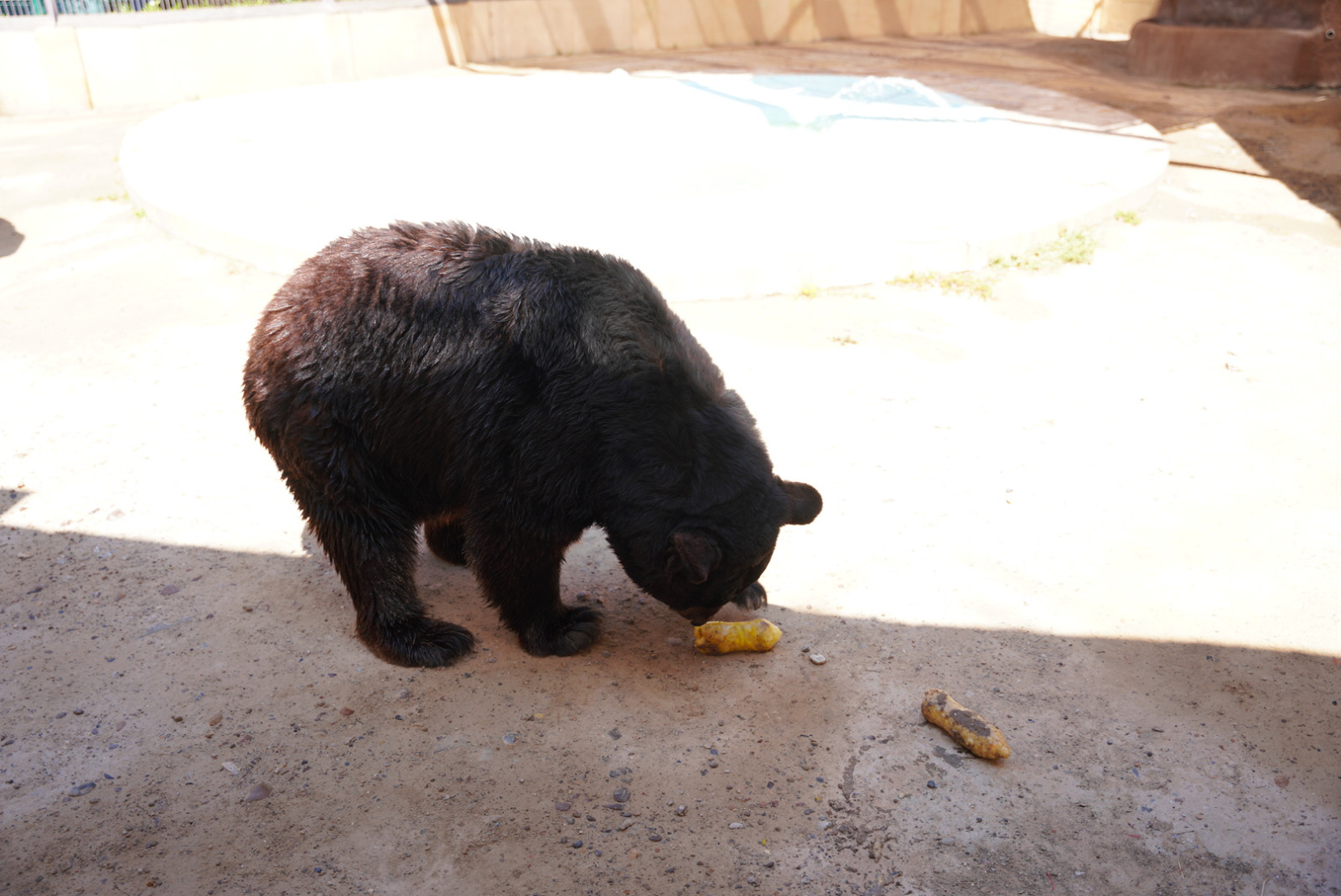 GOBIERNO MUNICIPAL DA ATENCIÓN ESPECIAL A ESPECIES DEL ZOOLÓGICO DE NUEVO LAREDO POR EL INTENSO CALOR