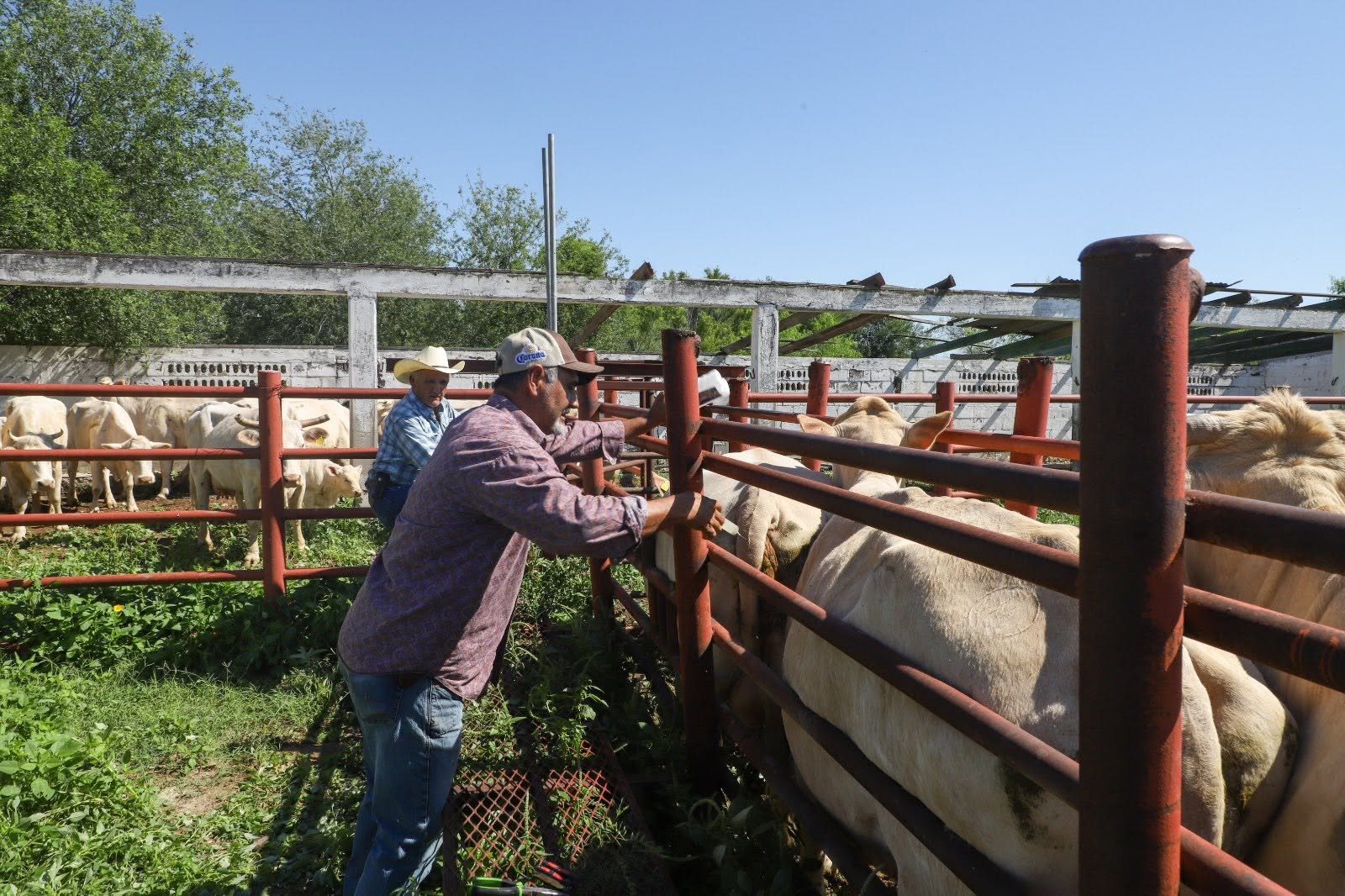 DIRECCIÓN DE DESARROLLO RURAL APOYA A GANADEROS DE NUEVO LAREDO ANTE LA REAPERTURA DE LA EXPORTACIÓN DE GANADO