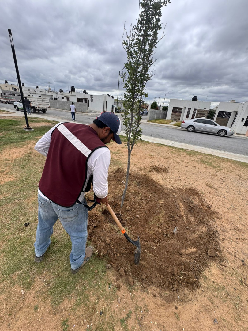 GOBIERNO MUNICIPAL FORTALECE ÁREAS VERDES CON JORNADA DE REFORESTACIÓN EN DISTINTOS SECTORES DE LA CIUDAD